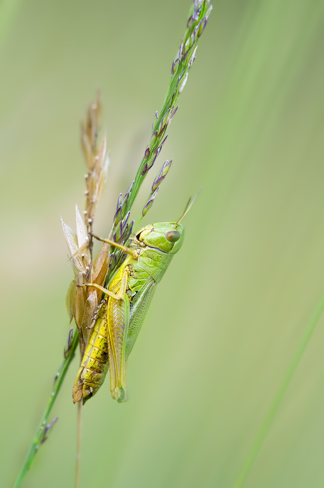 compheuschrecke2572010ambitzgir058_248.jpg