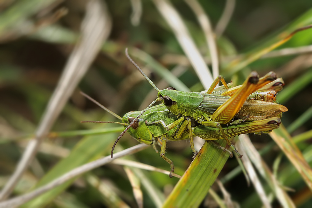 chorthippus_montanus_08paar_666.jpg