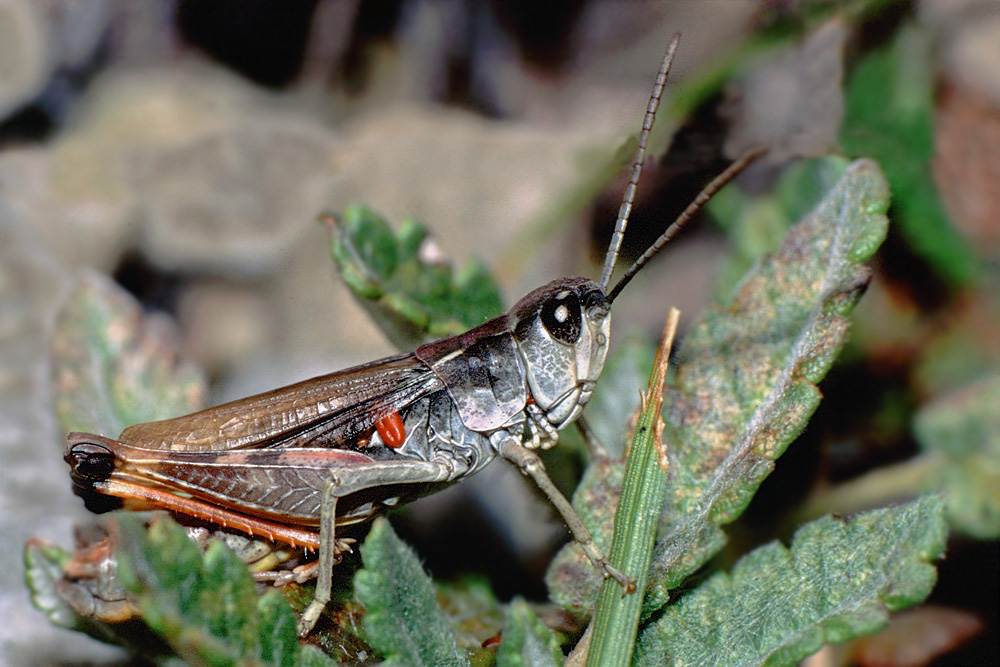 chorthippus_pullus_maennchen_008_134.jpg