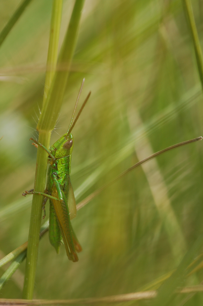 Euthystria-brachyptera---Kleine-Goldschrecke---Maennchen01.jpg