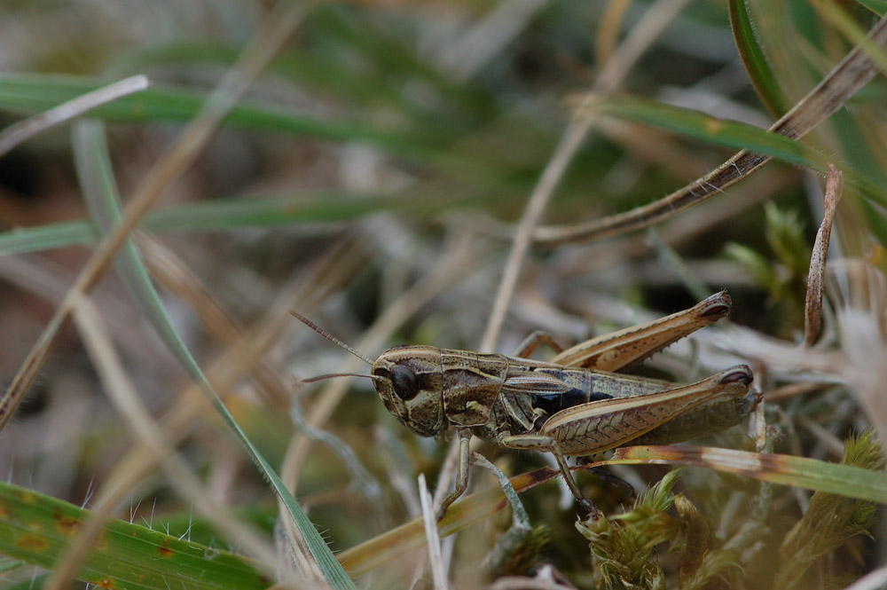 Stenobothrus_crassipes_-_ZwerggrashÃ¼pfer_-_Weibchen01.jpg