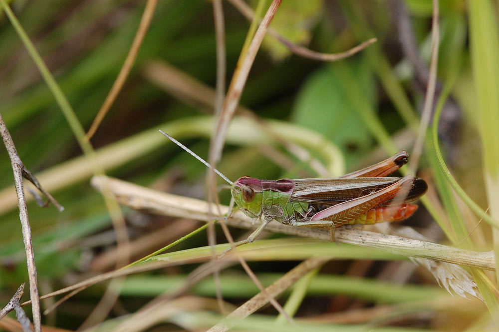 Stenobothrus_lineatus_-_Heidegrashuepfer_-_Maennchen01.jpg