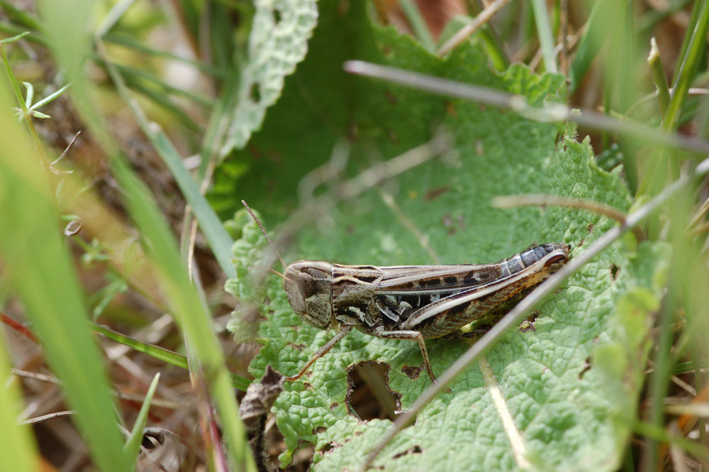 Stenobothrus_nigromaculatus_-_Schwarzfleckiger_GrashÃ¼pfer_-_Weibchen01.jpg