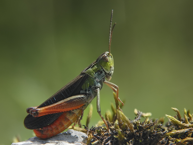 ts_stenobothrus_rubicundulus_01_443.jpg