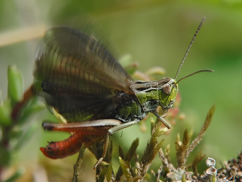 ts_stenobothrus_rubicundulus_03_134.jpg