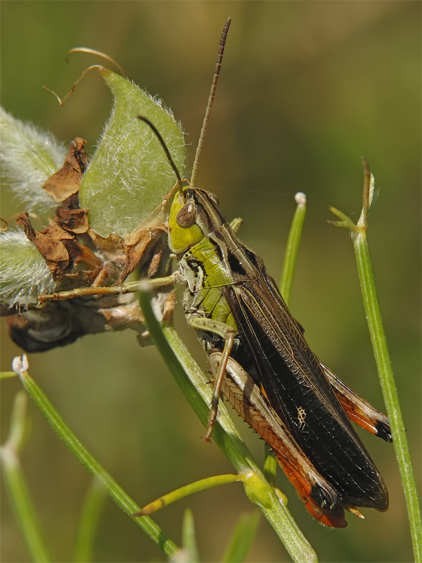 ts_stenobothrus_rubicundulus_02_191.jpg