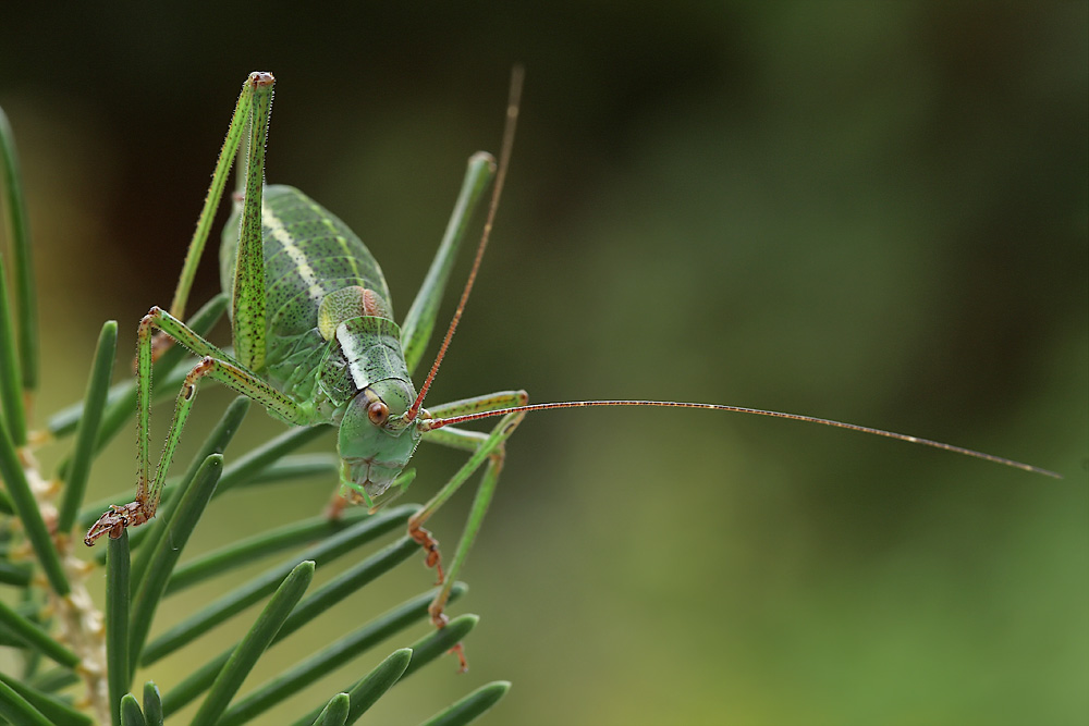 b_constrictus_web_5702_305.jpg