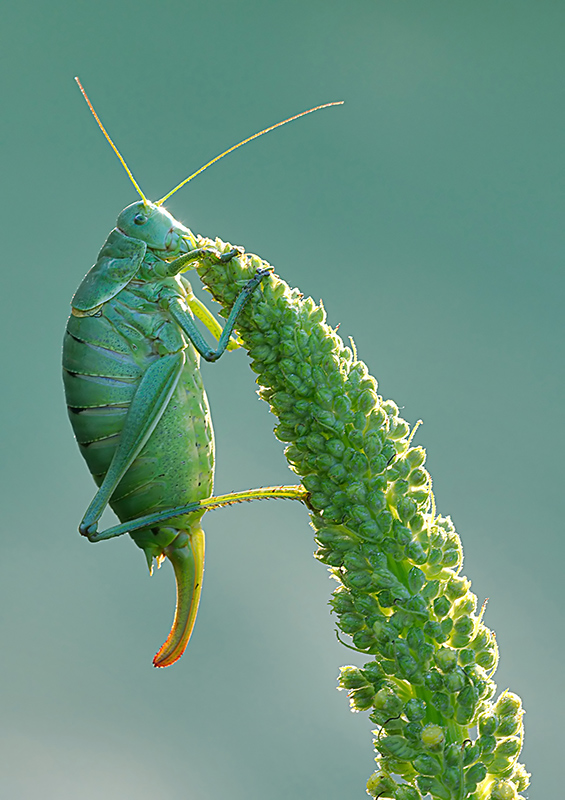 polysarcus_denticauda__wanstschrecke__weibchen_2_130.jpg