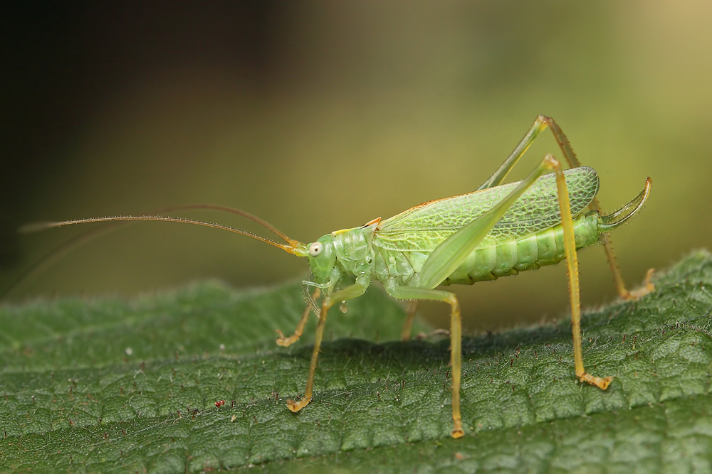 meconema_thalassinum_meconematidae_ensifera_002_108.jpg