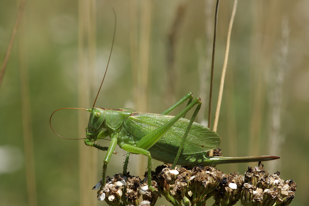 tettigonia_cantans_w_6017_204.jpg