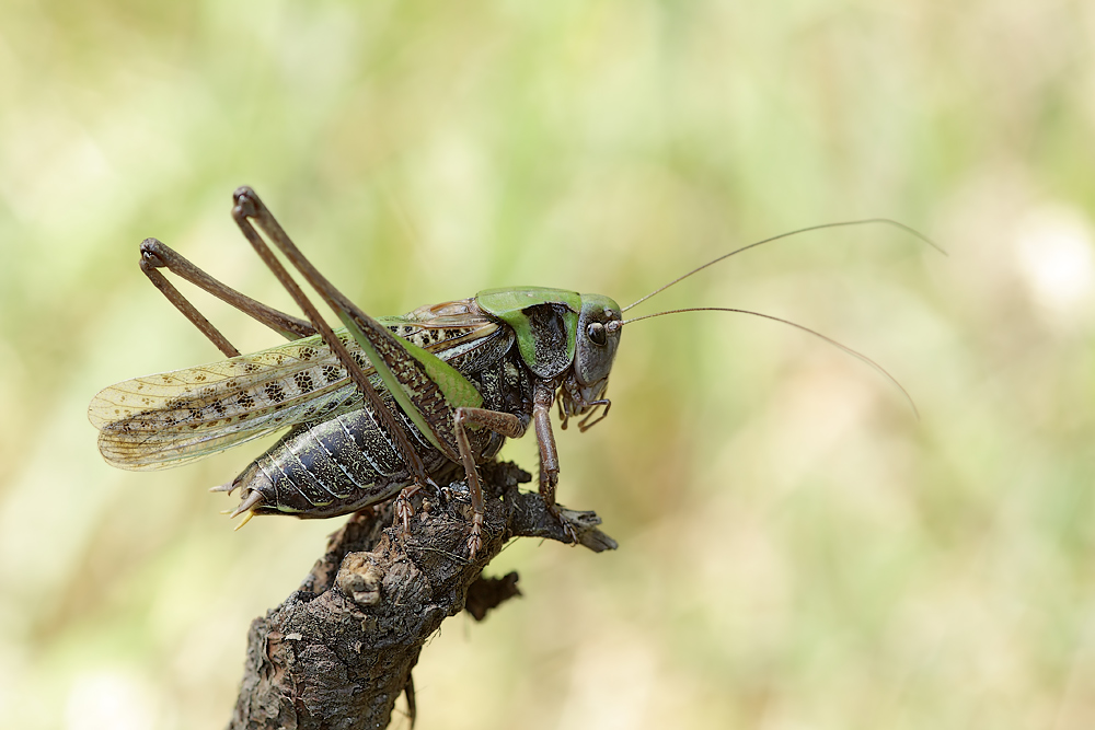 som_juli_08_decticus_ver_1__159.jpg