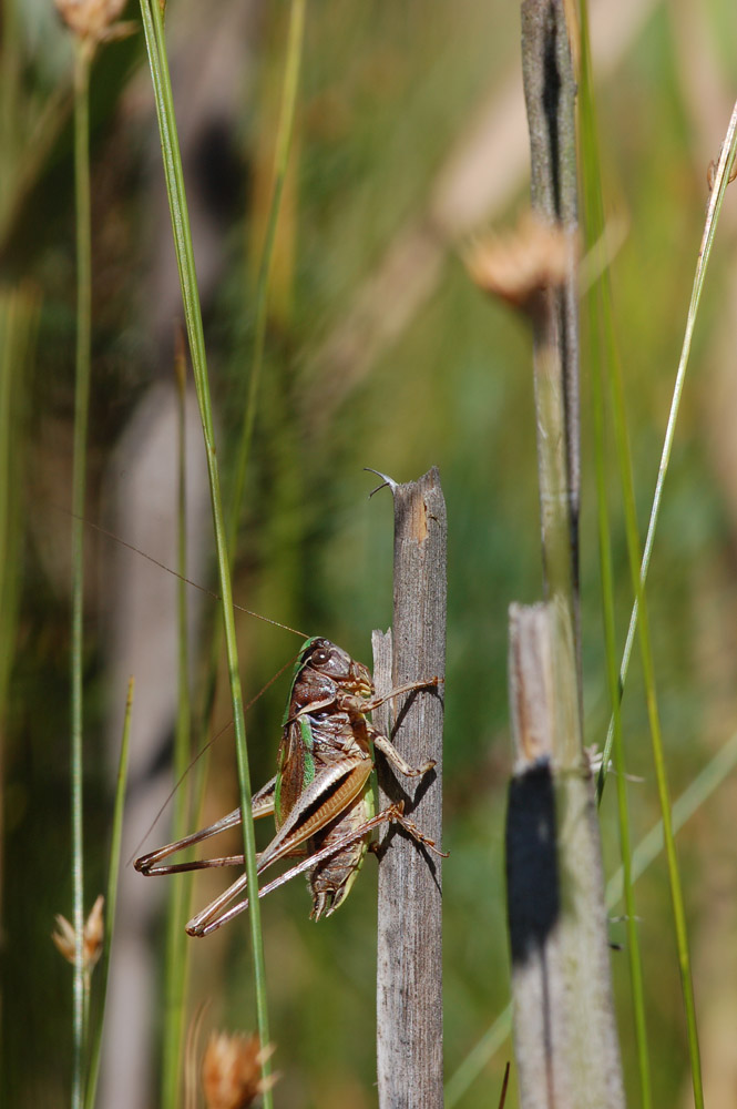 Metrioptera_brachyptera_-_Kurzfluegelige_Beissschrecke_-_Maennchen03.jpg