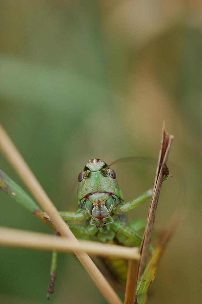 Metrioptera_roeselii_-_Roesels_Beissschrecke_-_Weibchen_-_Portrait_klein.jpg