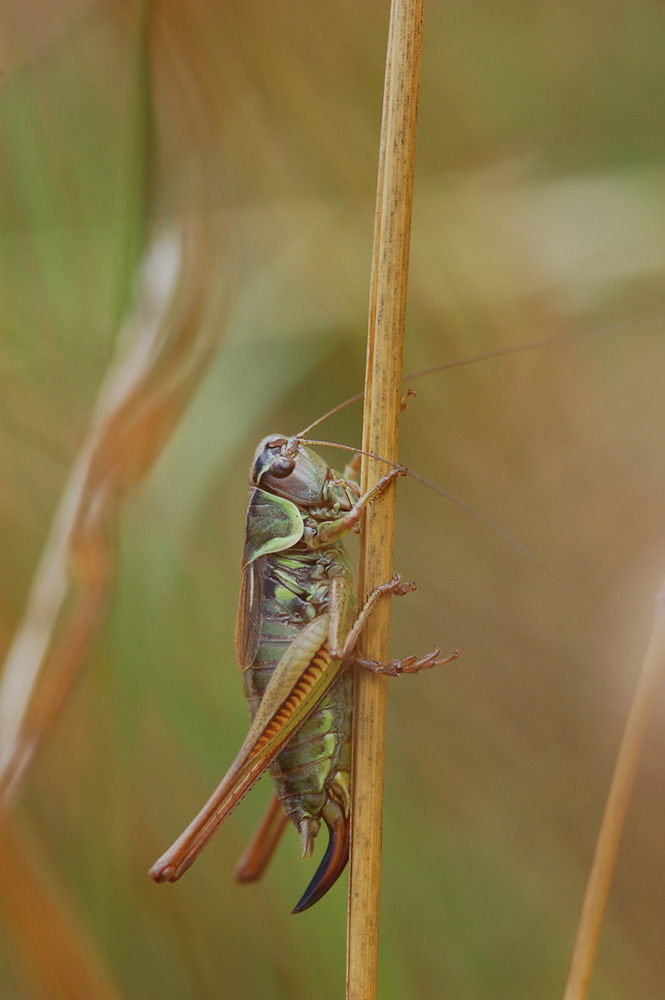 Metrioptera_roeselii_-_Roesels_Beissschrecke_-_Weibchen03klein.jpg