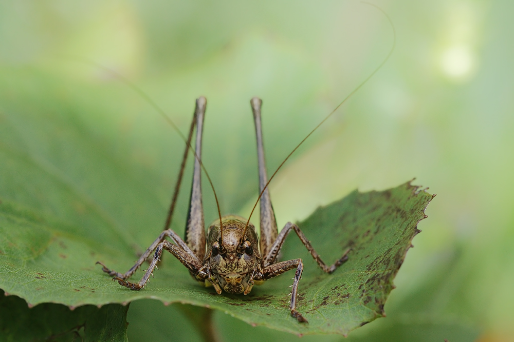 pholidoptera_aptera_laubheuschrecken_laufen_ruhpolding_august_10x_2_537.jpg