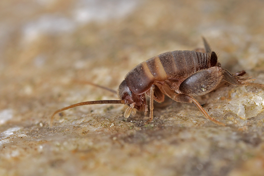 myrmecophila_acervorum__ameisengrille_1_166.jpg