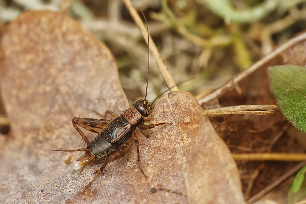 nemobius_sylvestris_maennchen_263.jpg