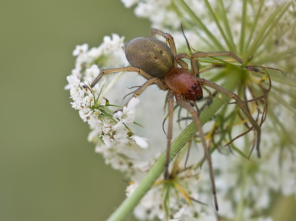 cheiracanthium_punctorium__dornfinger__weibchen_114.jpg