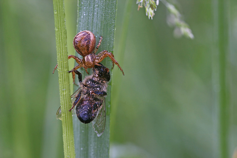 xysticus_cf_cristatus__weibchen_197.jpg