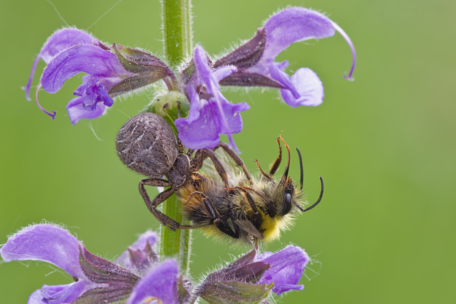 img_8389_110_05s_100_spinne_ingelheim__274.jpg