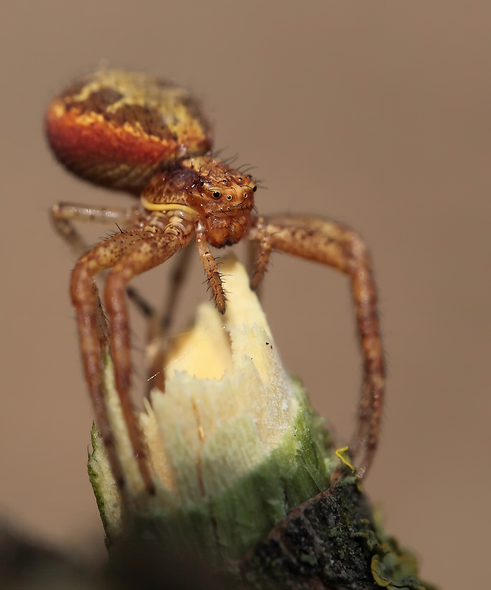 xysticus_lanio_thomisidae_portrait_2_213.jpg