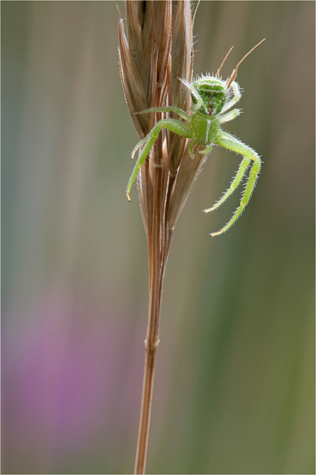 krabbenspinne_104.jpg