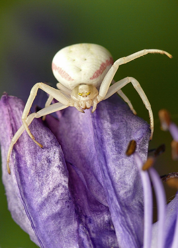 misumena_vatia__veraenderliche_krabbenspinne__weibchen_weiss_rotw_161.jpg