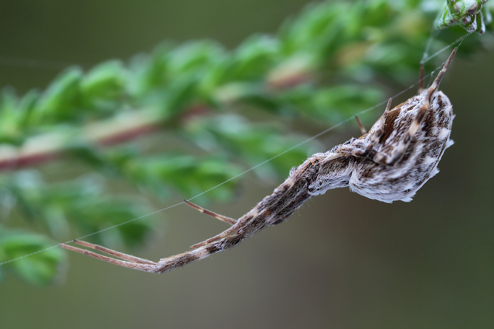 Uloborus-walkenarius_Uloboridae_Spinnen_08.jpg