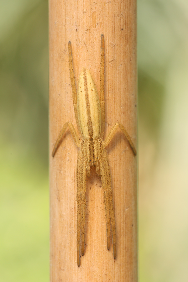 spinne9_146.jpg