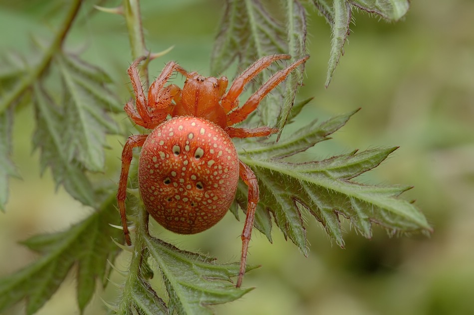 araneus_alsine__kein_deutscher_name__weibchen_181.jpg