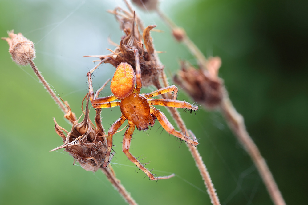 Araneus_alsine_Araneidae_Webspinnen_SchÃ¶nbrunn_Juni_2011x_008neu_Kopie.jpg