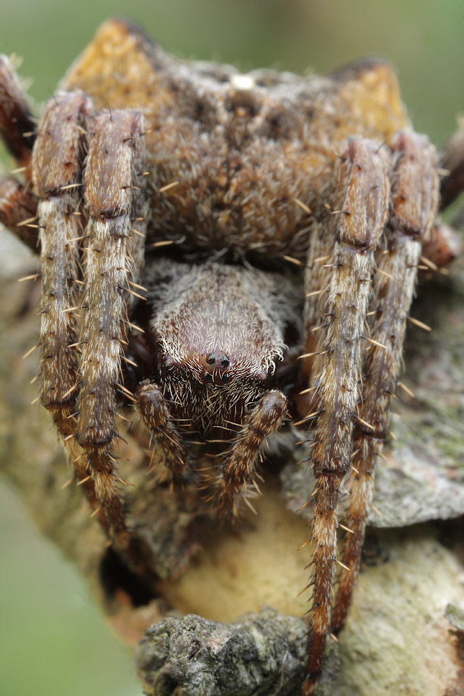 Araneus_angulatus_Araneidae_Spinnen_1.jpg