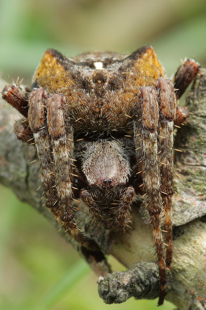 Araneus_angulatus_Araneidae_Spinnen_2.jpg