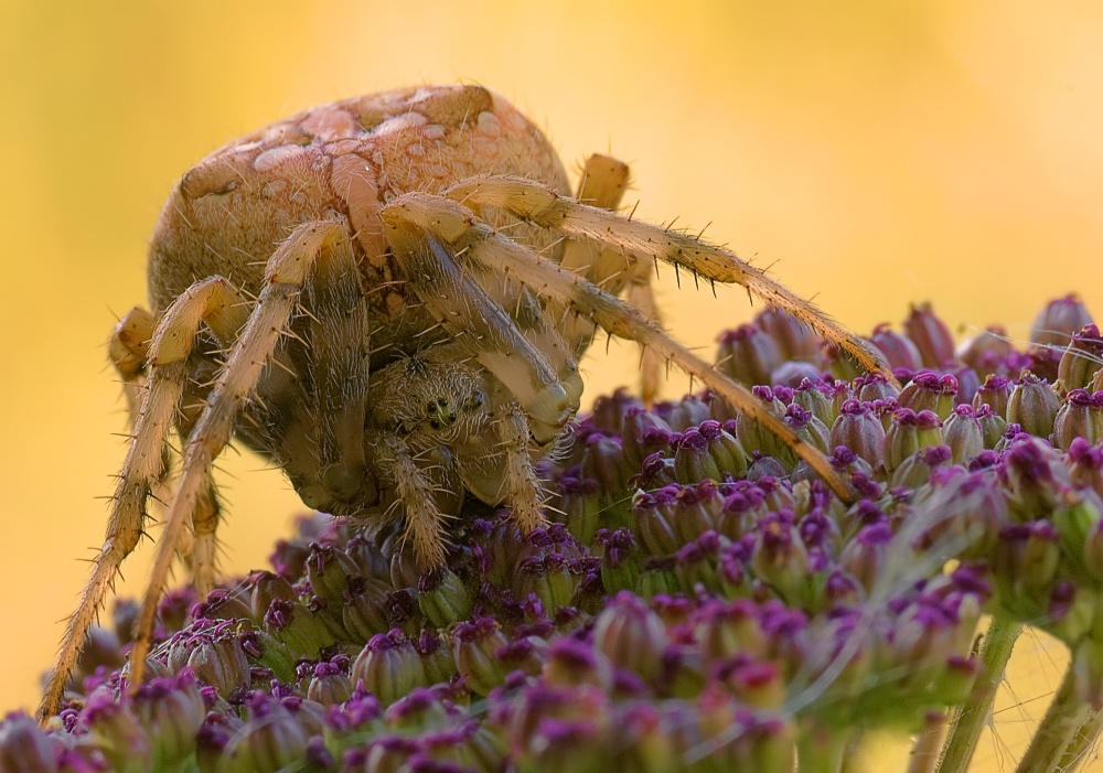 riesenspinne_2_mf_205.jpg