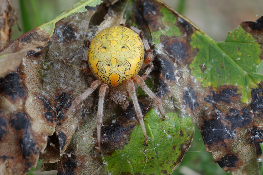 Araneus_marmoreus_Araneidae_Spinnen_12.jpg