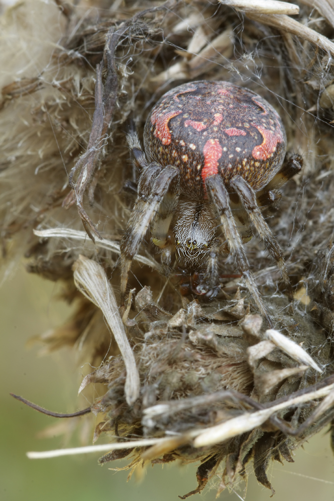 Araneus_marmoreus_Araneidae_Spinnen_08.jpg