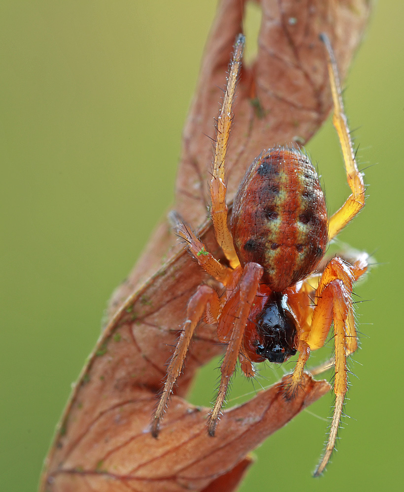 HypsoSinga_heri_Araneidae_Spinnen.jpg