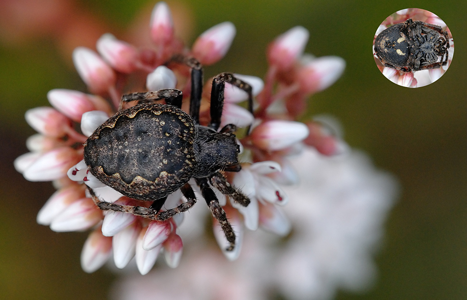 nuctenea_umbratica__spaltenkreuzspinne__weibchen_656.jpg