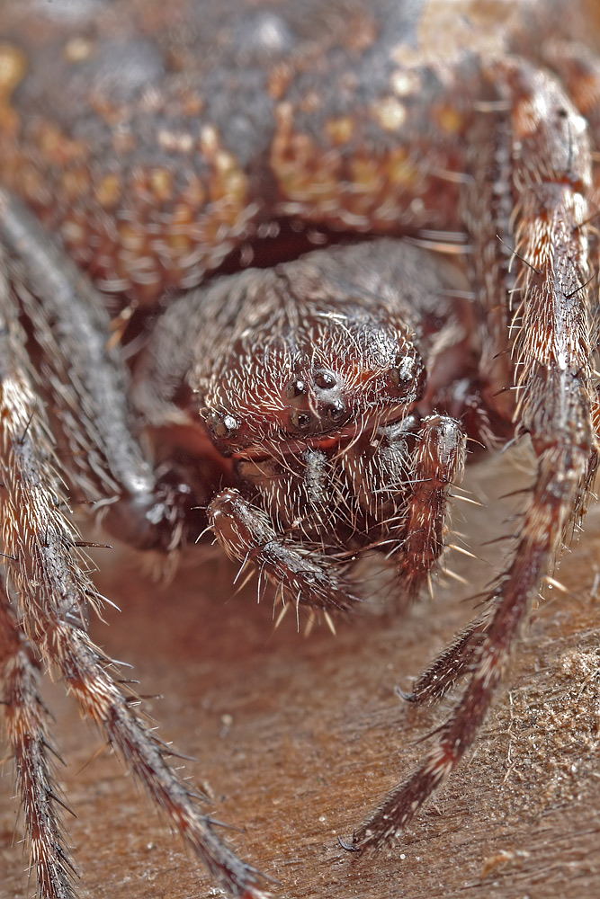 Nuctenea_umbratica_Araneidae_Spinnen_004.jpg