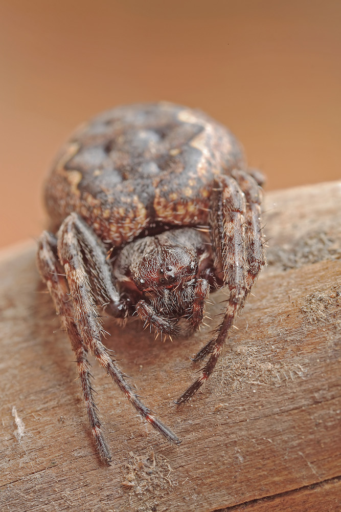 Nuctenea_umbratica_Araneidae_Spinnen_003.jpg