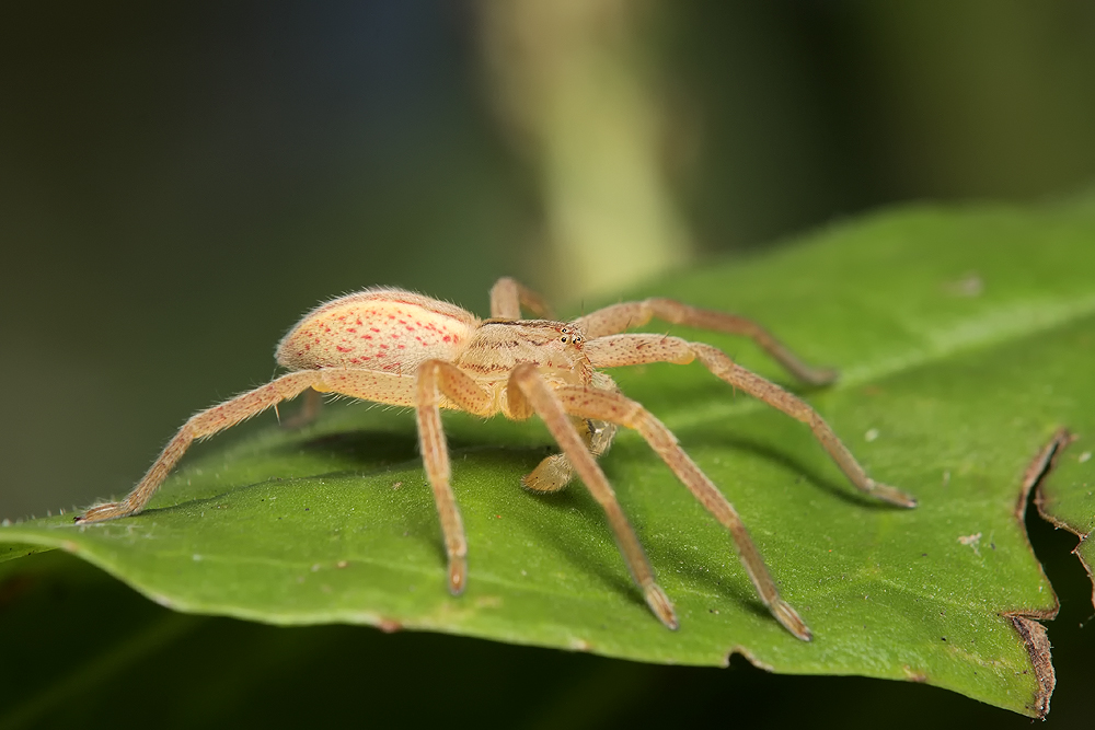 Micrommata_virescens_Eusparassidae_Spinnen_8_Kopie.jpg