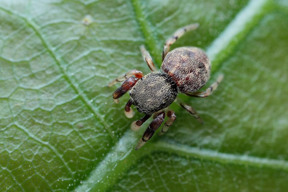 Ballus_chalybaeius_Salticidae_Webspinnen_1.jpg