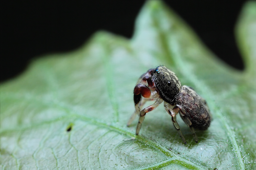 Ballus_chalybaeius_Salticidae_Webspinnen_2.jpg