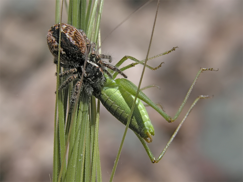 philaeus_chrysops_2_144.jpg