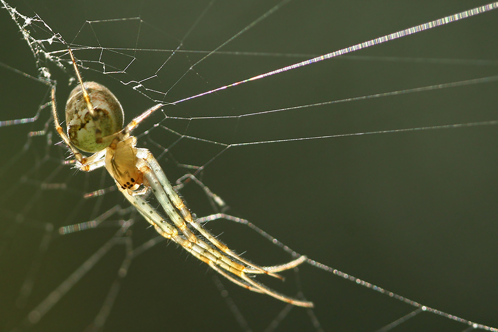 img_8165_herbstspinne_w_im_gegenlicht_151.jpg