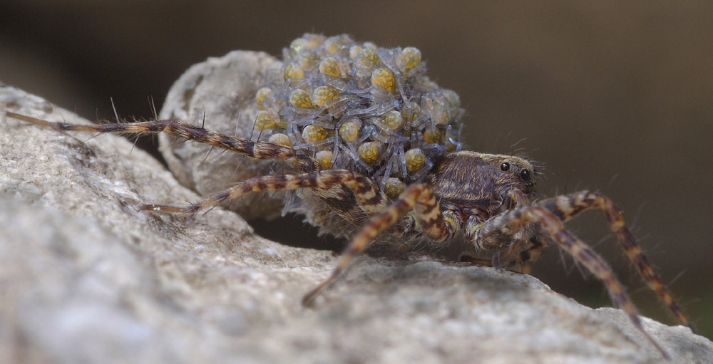 Pardosa_amentata_cf_Lycosidae_Spinnen_SchÃ¶nbrunn_12.jpg