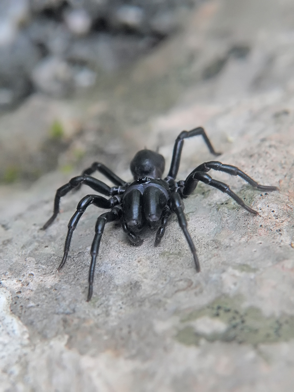 ts_atypus_piceus_03_569.jpg