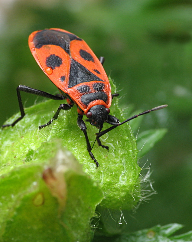 pyrrhocoris_apterus_feuerwanze_146.jpg