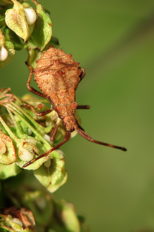 Coreus_marginatus_larve_03.jpg