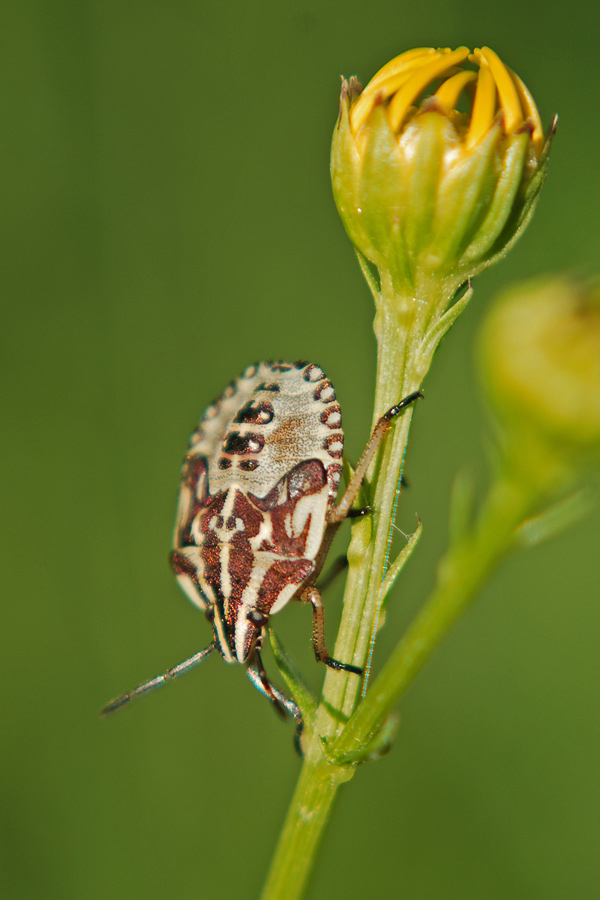 cpurpureipennis_148.jpg